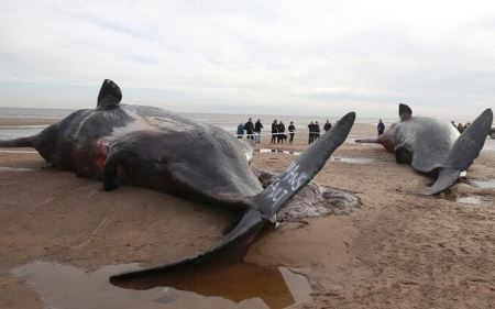 世界上最大的羚羊：非洲大羚羊体重可达1吨 