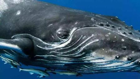 世界上奔跑速度最快5种动物，冠军是猎豹？