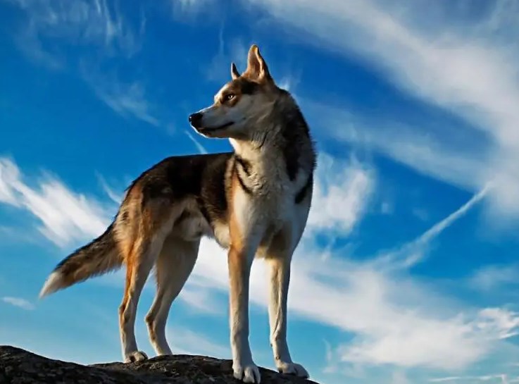 水懒生活在水下的黑社会，长相可爱，却经常聚众火拼