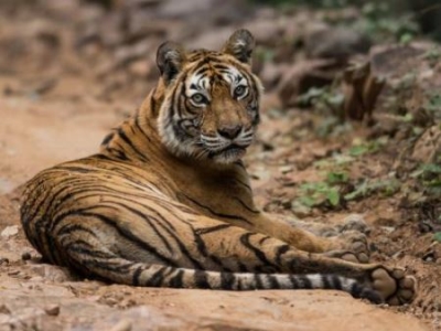 寿命最长的熊猫，37岁(相当于人类111岁) 