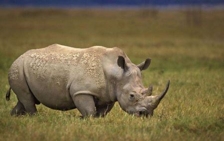 世界上最毒的海螺：鸡心螺的毒素足以杀死10个人 