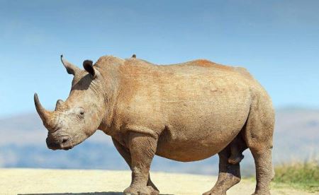 盆栽桂花不开花怎么办？ 