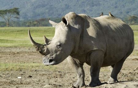 世界上十大最毒的蜘蛛排名？被第一毒蜘蛛咬了会阳痿？