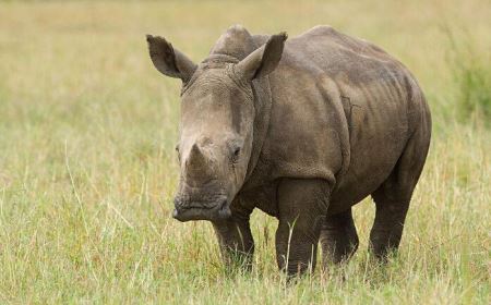 旱金莲都有什么品种旱金莲的简介？