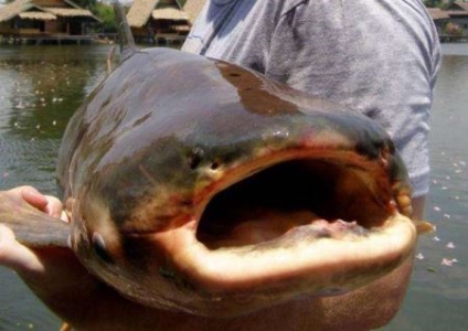 北极冻土解封:四万年古生物苏醒敲响气候警钟