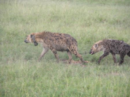 洞螈被误传为是真龙幼崽，真实洞螈却与真龙相差甚远