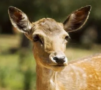 世界十大美丽又危险的动物，第一名的蛋竟然是蓝色！ 