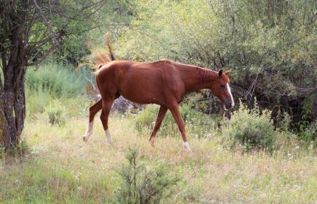 环箍蛇咬自己尾巴象征生命轮回，东南亚奉蛇为神明？