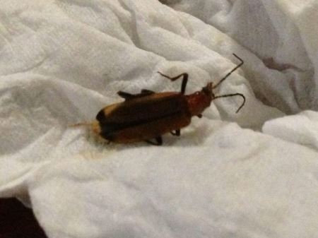 世界上跳的最高的昆虫，沫蝉弹跳高度达70厘米？