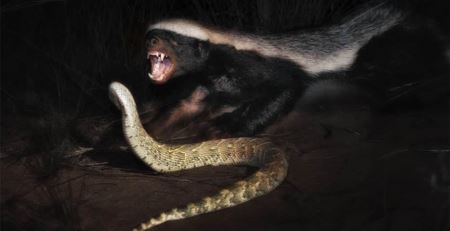 世界上战斗力最强的十大猛兽，排名第一的竟然不是狮子 也不是老虎 