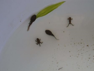 成年男性能否徒手杀狼？人类赤手空拳能战胜