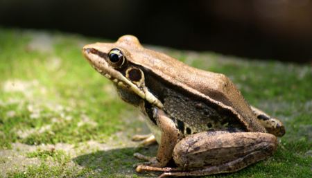 科学魅力？探索叶子的神秘？
