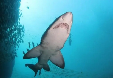 最聪慧的狗前十名，边境牧羊犬智商相当于八岁孩子？