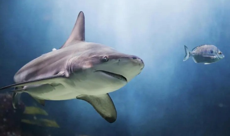 猫科动物奔跑速度排名？猎豹时速可达115公里？