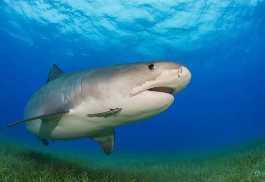 为什么说世界上最恐怖的鲨鱼是灰鲭鲨？