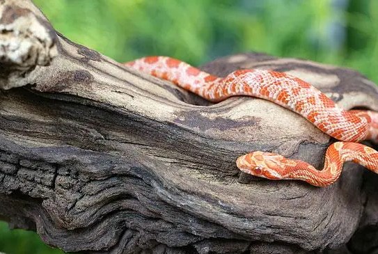 被毒蛇咬伤了要如何急救 