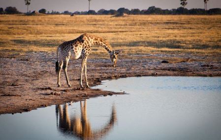 世界上最大的企鹅帝企鹅身高可至1.3米