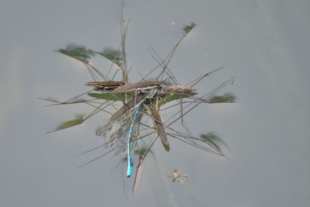 鸟的种类都有哪些中国鸟种类大盘点！？