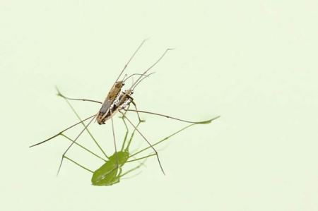 世界上最长的蛇排行榜，最长的竟然这么长？ 