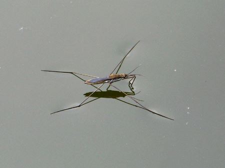 绿虾蛄堪称海底的螳螂，会打螳螂拳能切断人类手指？