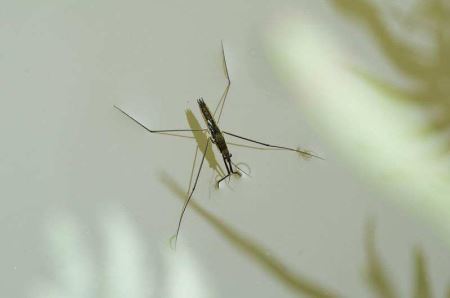 东北神兽傻狍子被打后回头看，人们说它傻，其实有高超的生存智慧 