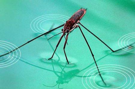 布氏鲸，马里亚纳海沟发出的令人毛骨悚然的“biotwang”噪音终于得到了解释