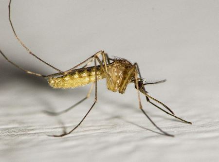 惨遭人类灭绝的桑给巴尔豹，竟被诬蔑成跟巫术有关的害兽