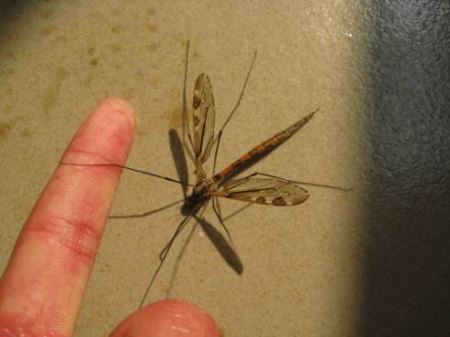 世界上最凶狠的剃刀龟：饿极了会互相撕咬 