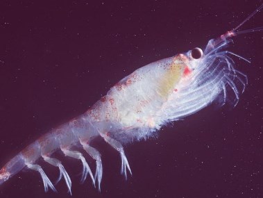 世界十大罕见动物：三眼恐龙虾入榜，鼓虾居榜首 