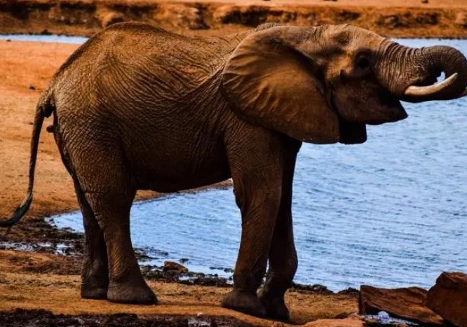 世界十大红色蛇类：赤链蛇居第七，奶蛇排第一位 