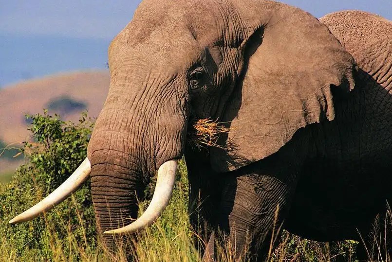 教你自制免费的养花肥料 