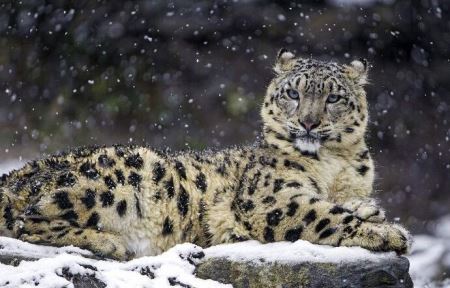 世界上最大最凶的蟑螂：体长达10厘米，堪称巨无霸 