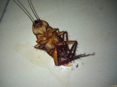 广东十大毒蛇排名，金环蛇竟然能一口咬死一只三百斤的牛？