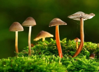 五大流氓观赏鱼：虎皮鱼入榜，蓝曼龙位居榜首