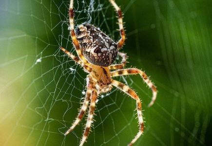 世界上最大的食人蛛，骆驼蜘蛛可吞下3倍自重的猎物 