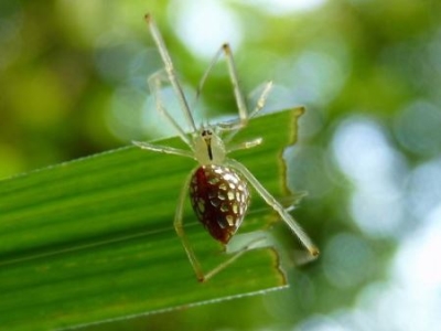 世界八大游泳速度最快的鱼类，平鳍旗鱼夺得冠军？