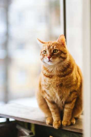 地球上最小的猫科动物是什么？猫
