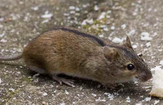 黑线姬鼠经常出现在哪里姬鼠和家鼠的分别