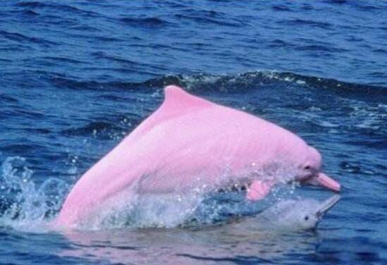 粉红瓶鼻海豚长什么样美国船长多次目击