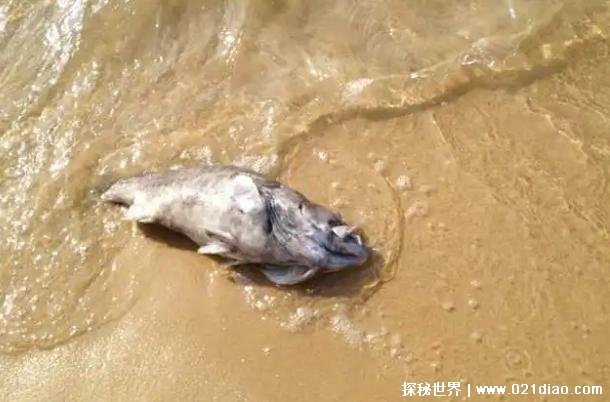 鄱阳湖成大草原搁浅的鱼类在湖滩上大量死亡影响较大