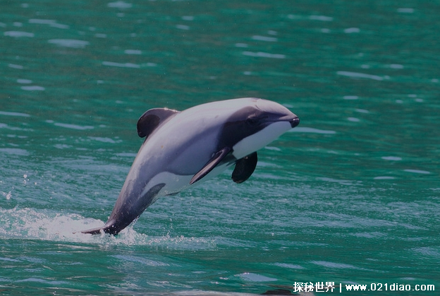 地球上十大濒危海豚毛伊海豚数量稀少体型较小