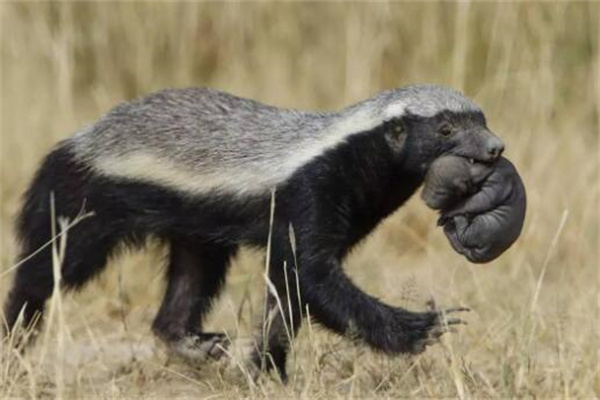 10米巨蟒能吃掉蜜獾吗？