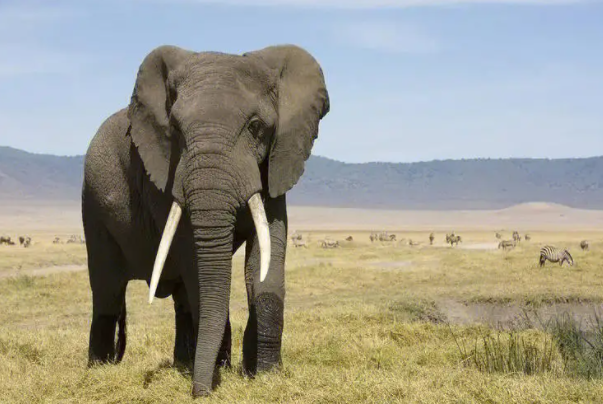 只有非洲和亚洲有大象吗？