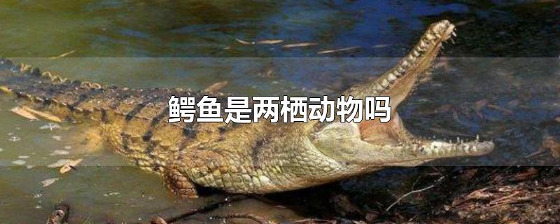 趣知识：鳄鱼是两栖动物吗？为什么乌龟是两栖动物吗？
