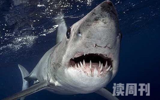 世界上速度最快的鲨鱼灰鲭鲨嗜血吃人比船还快