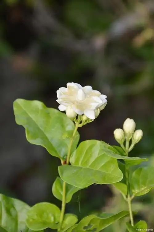 茉莉花和枸杞能一起喝吗？性味相似药效不冲突