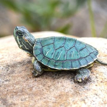 乌龟僵硬不动是不是死了，乌龟僵硬了能救回来吗？