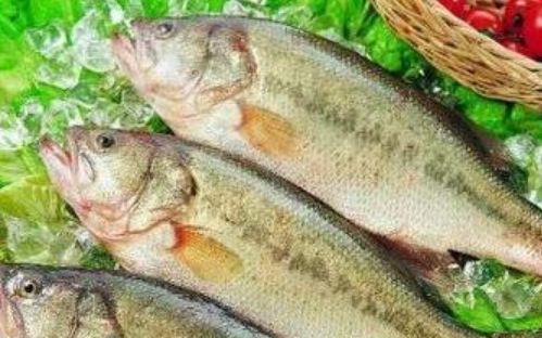 鲈鱼鱼肚子里的白色内脏是什么能吃吗？