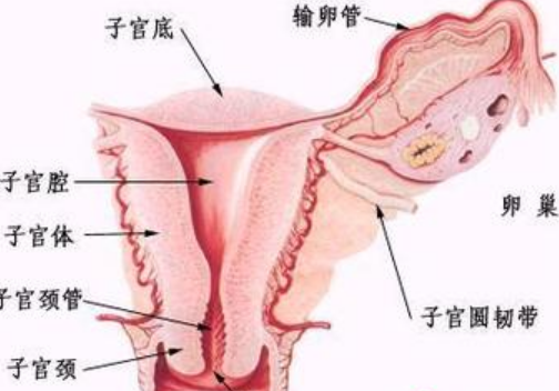 女人的阴道一般有多深真实说明女性私处究竟是什么样子的