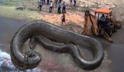 远古巨兽沃那比蛇，能生吞恐龙？比泰坦蟒更加凶残